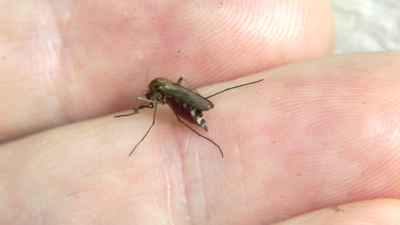 A mosquito bites a person's finger, gets drunk on blood and flies away. Free footage