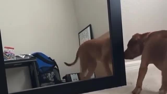 Dog confused who is inside mirror, it's me?