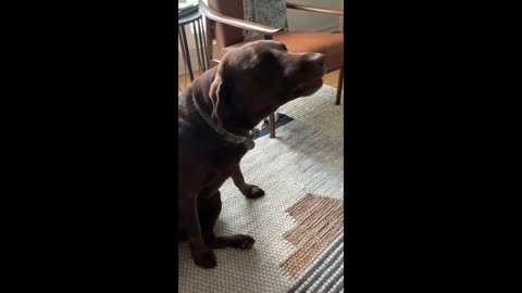 Guilty dog can't hide shame when confronted with evidence EmilySlayton