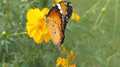 Butterfly | beautiful world