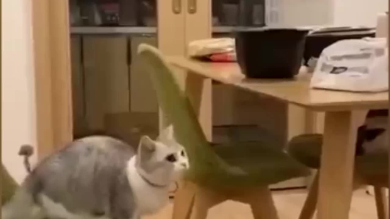 INTELLIGENT Cat 😺🧠🤓 || Funny video 🤣😂