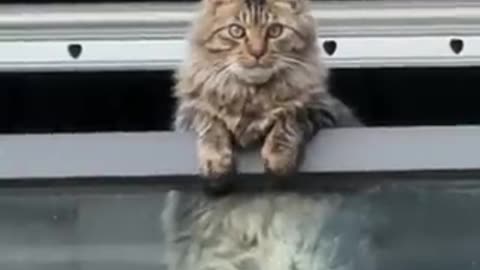 A cat who had something good happen to him