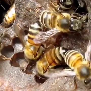 What is this Bee's name???