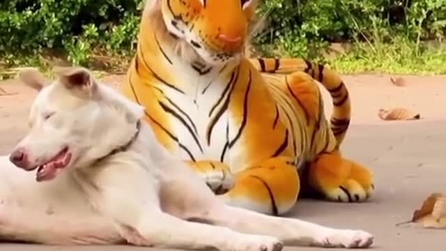 BEST TIGER VS DOG COMPILATION (VERY FUNNY)