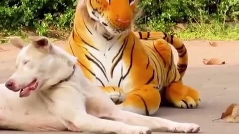 BEST TIGER VS DOG COMPILATION (VERY FUNNY)