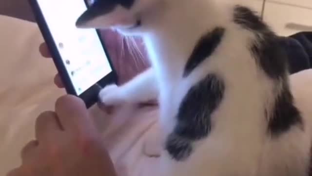 Cat - Funny videos - Funny Cat Videos - Tik Tok Cat - Tiktok Cat videos #Shorts
