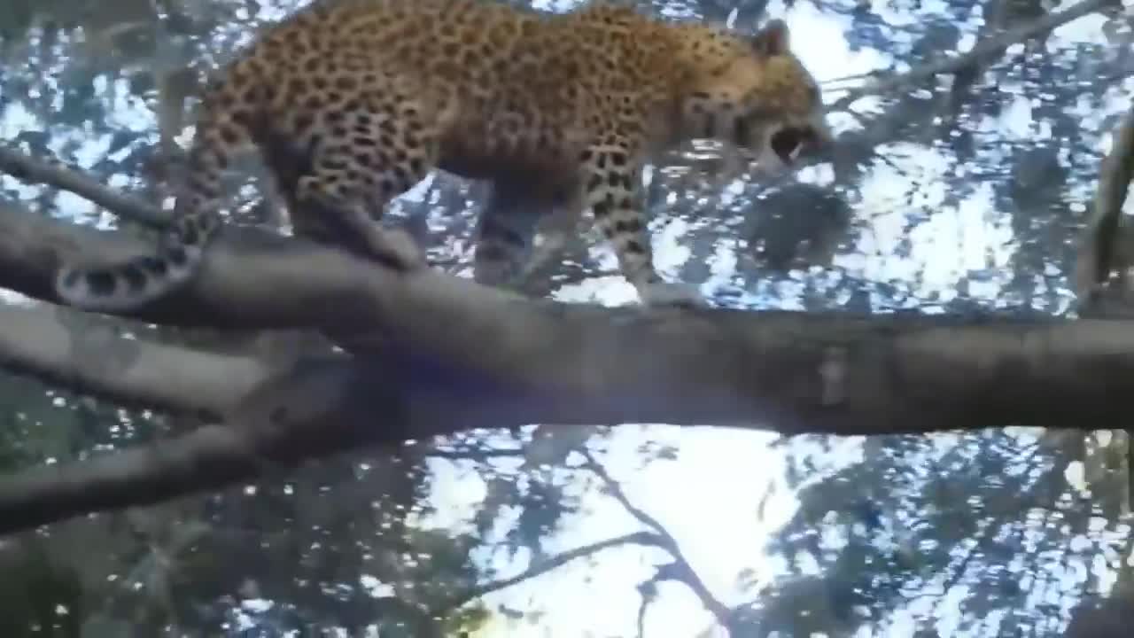 Best Of Animal Attack 2022 -Most Amazing Moments Of Wild Animal Fight!?