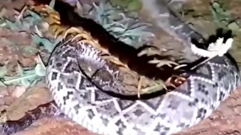 snake vs centepede