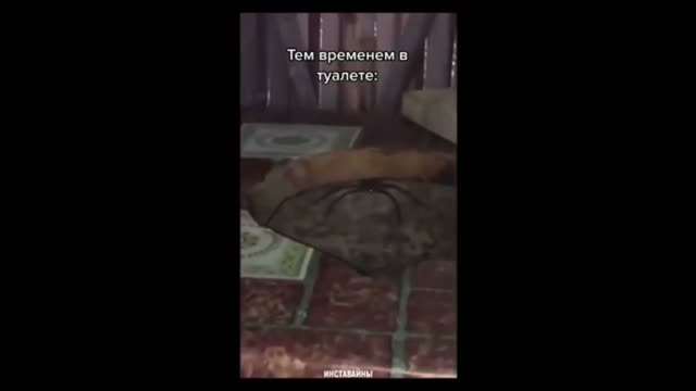 паук в туалете/spider in the toilet