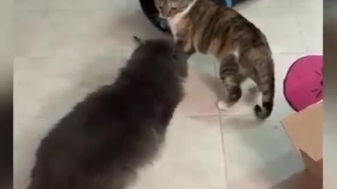 Cute cats 🤩