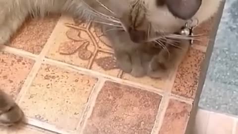 Funny video cat