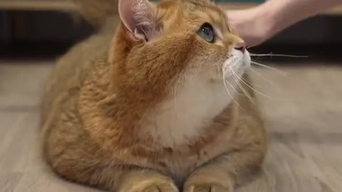 If you love your cat...take your time to caress it