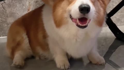 He looks so cute when he is afraid of thunder