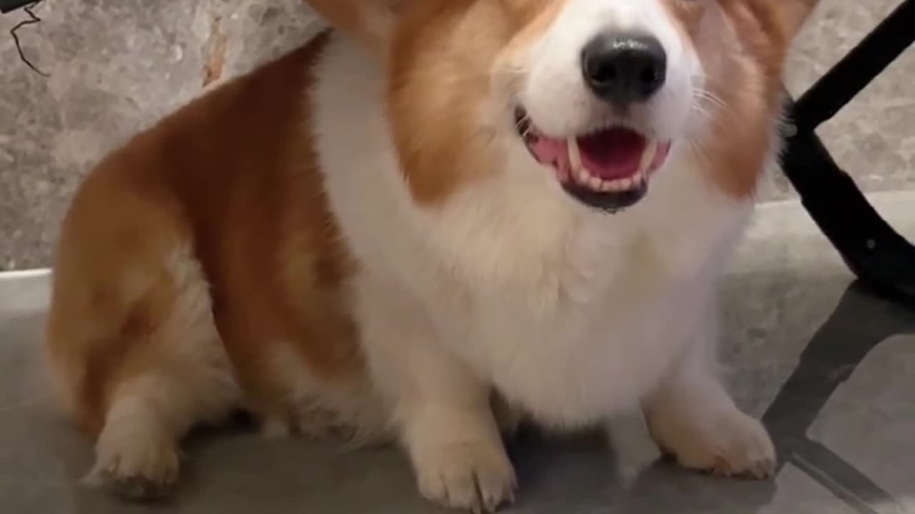 He looks so cute when he is afraid of thunder