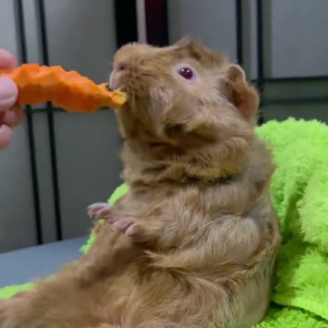 guinea pig learns how to sit