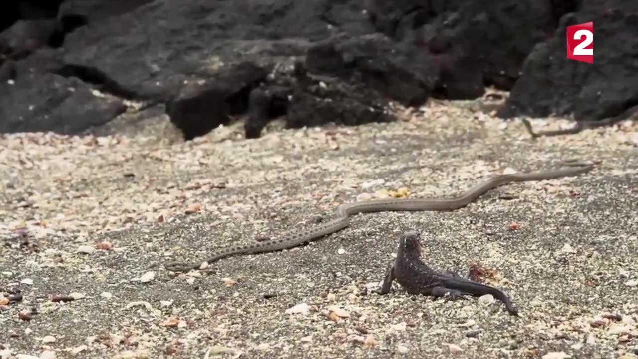 This iguanais a freaking survivor(snakes)