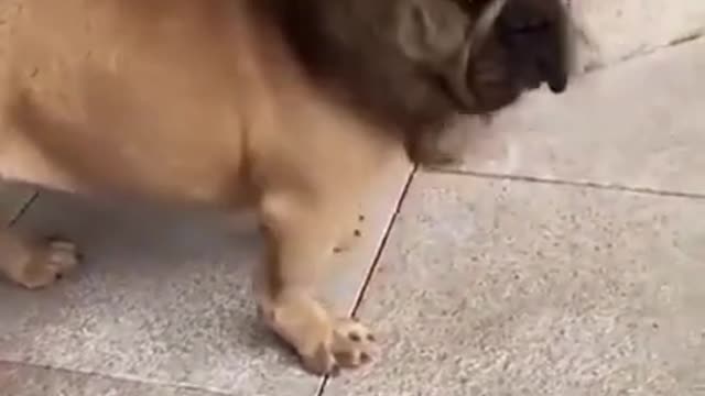 Funny dog