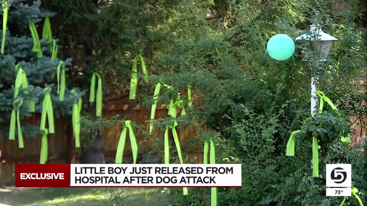 Utah boy, 5, survives dog mauling