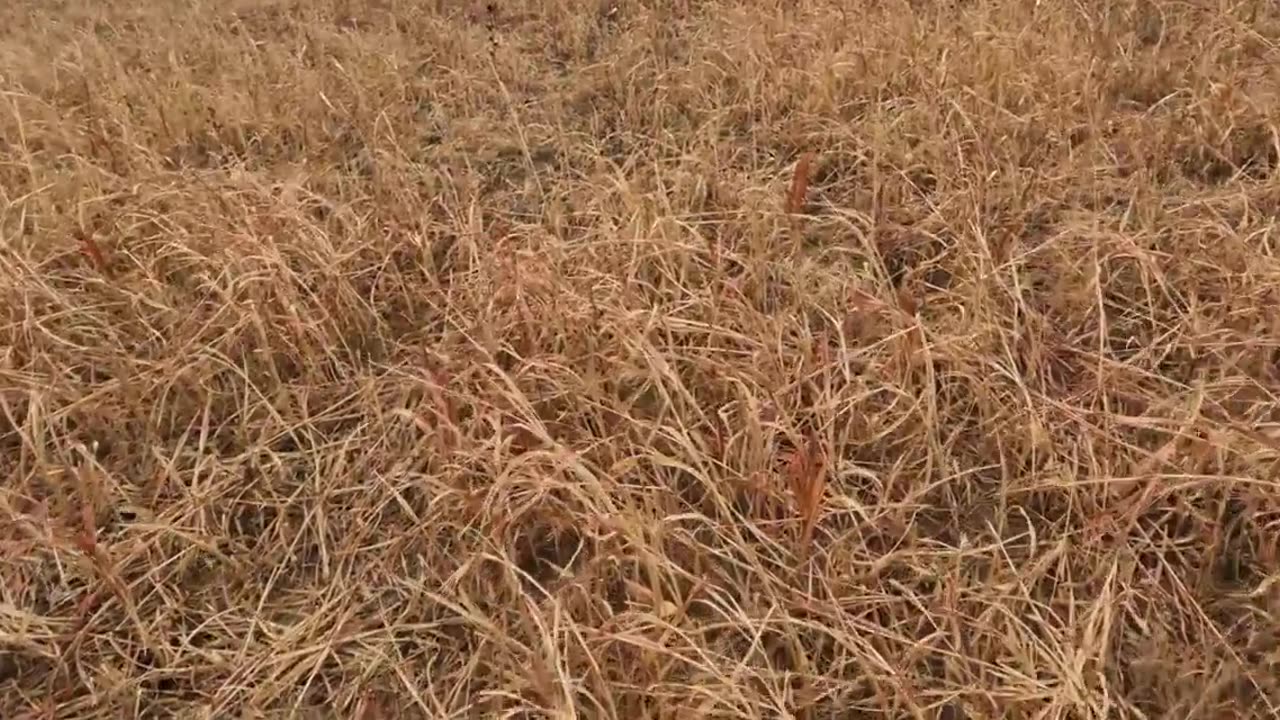 5 Bird limit in 38 minutes | Colorado Pheasant Hunting at Rocky Mountain Roosters