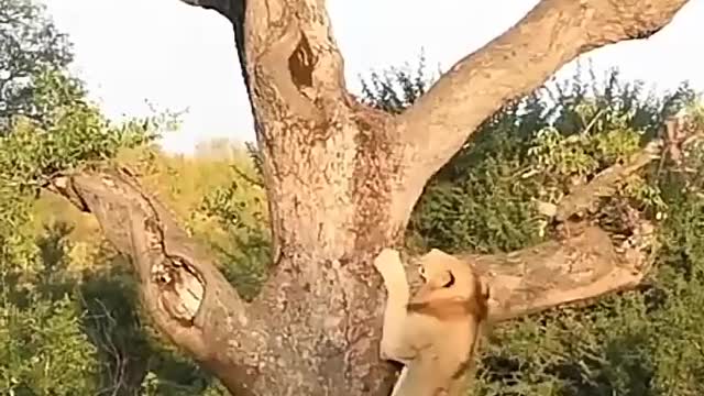 Amazing lion climbing tree