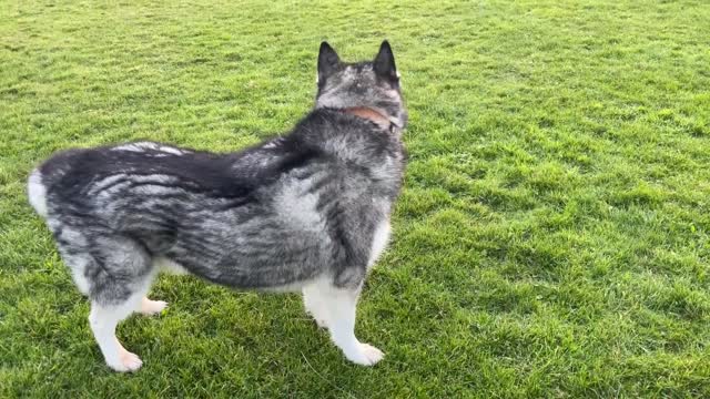 Husky Tells My Mum Off For Using A Phone & Gets Her!