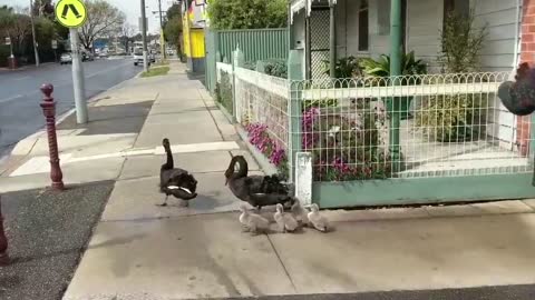 Law-Abiding Family of Swans Cross Road at Pedestrian Crossing