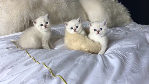 Beautiful Colourpoint British Shorthair Cats and Kittens by Bombadillo Kittens