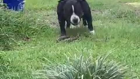 Dog vs Snake