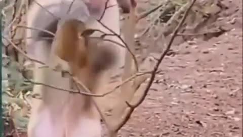 Little monkey rescue his mother