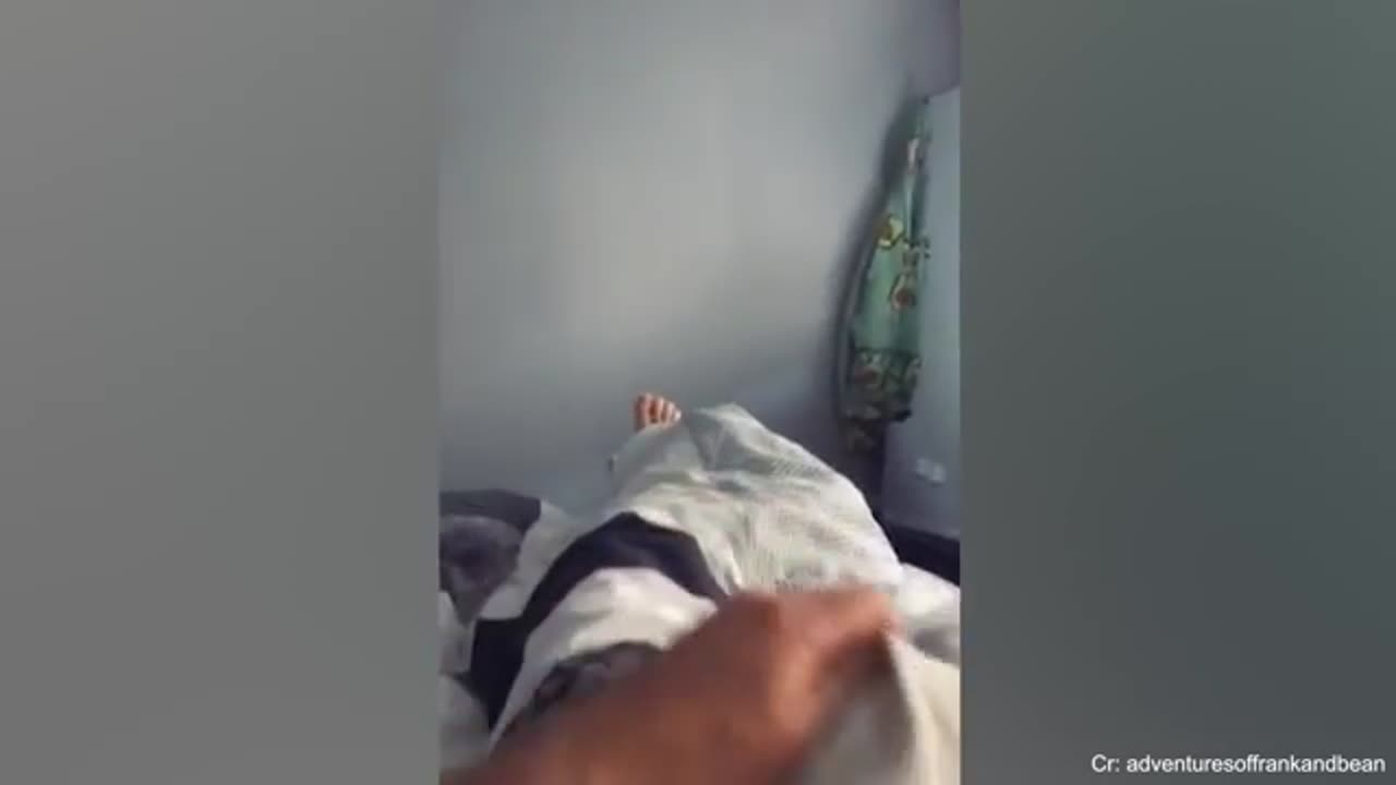 Funny 😂🤣 videos animals pet supplies