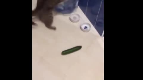 Cat's Reaction to Cucumber