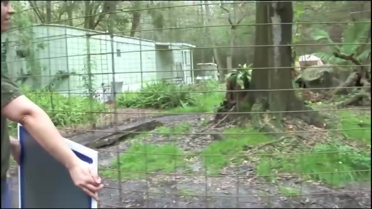 Animals Seeing Themselves For The First Time!