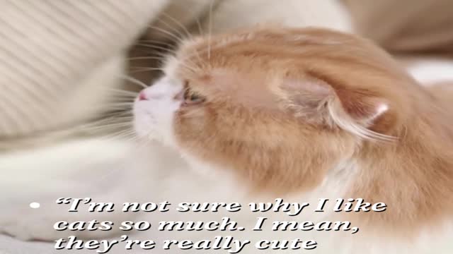 Cat Quote #5