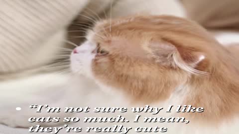 Cat Quote #5