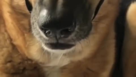 DOG 🐶 FUNNY 🤣 VIDEO ON TIKTOK