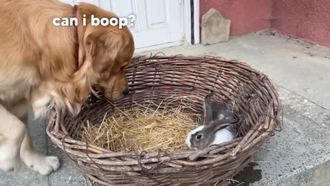 Gentle Golden Retriever Meets A Bunny For The First Time