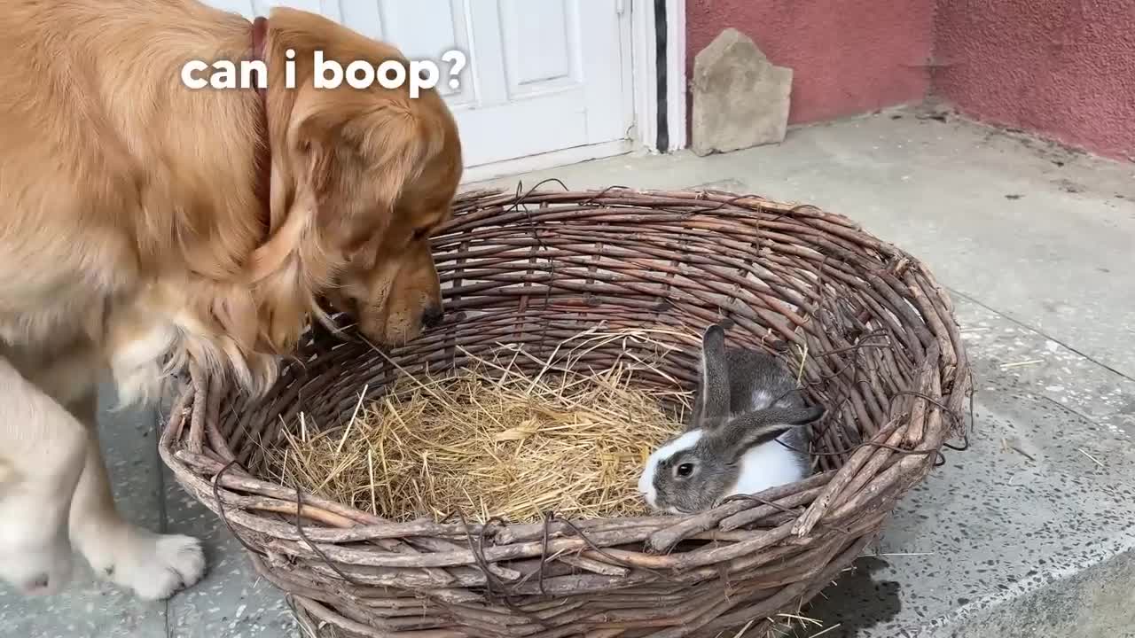 Gentle Golden Retriever Meets A Bunny For The First Time