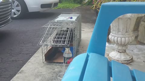 PLATO, I finally got her!! Trapping feral cat. (TNR) Trap, Neuter, Release