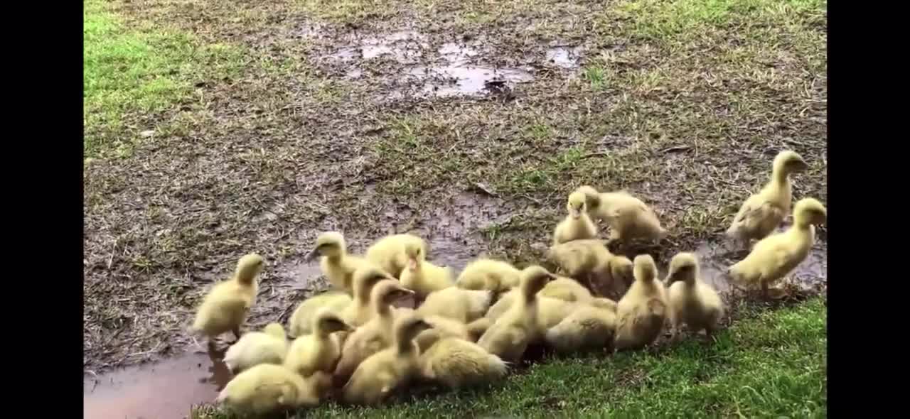 Border collie herding ducklings!