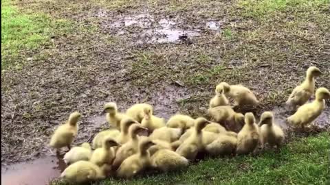 Border collie herding ducklings!