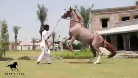 Horse Video