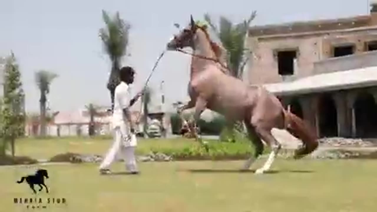 Horse Video