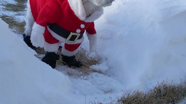 Bella the Dog Goes for a Festive Toilet Break