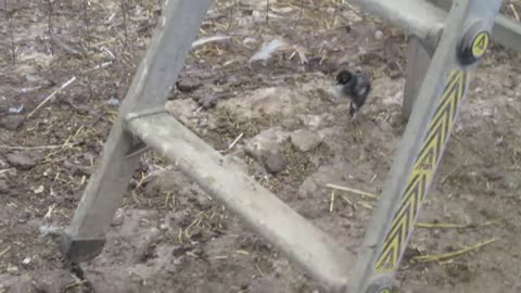 Valley quail chicks, 4-7 days old