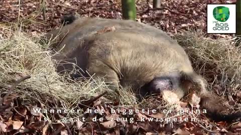 De geboorte van biggen in het bos