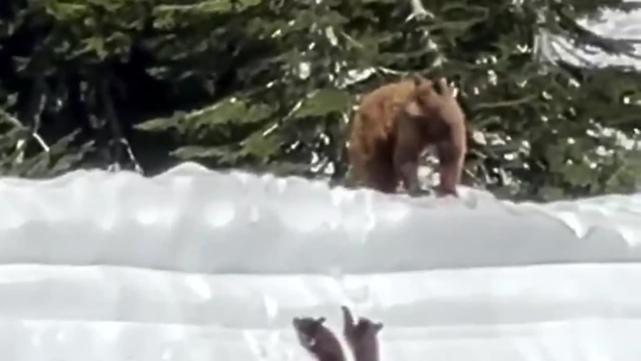 Brave little bear cubs climb a huge wall of snow 🥰