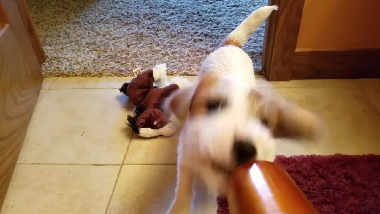 Puppy vs Blow Dryer