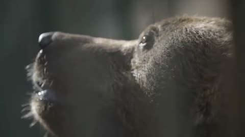 Bear Approaches Woman At Bus Stop- When She Realizes Why- She Decides To Follow Him