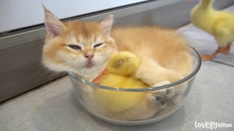 These little ducks love this kitten so much