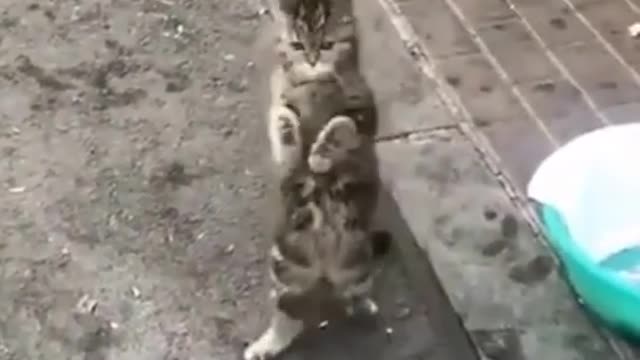 MOST FUNNY CAT VIDEO